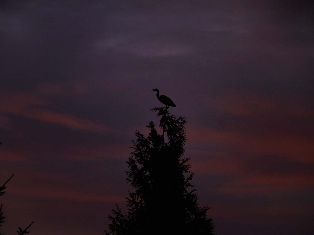 animal bird on the top of the tree bird