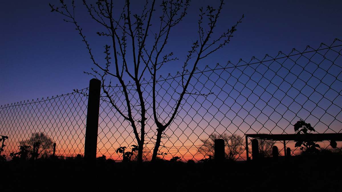 fence chain-link fence during golden hour animal