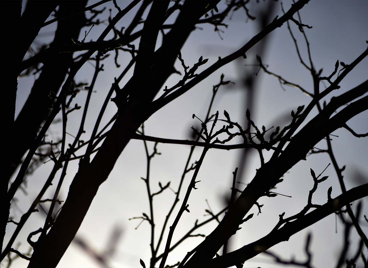 winter closeup photo of tree branch grey