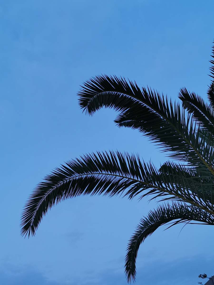 plant coconut tree during daytime tree