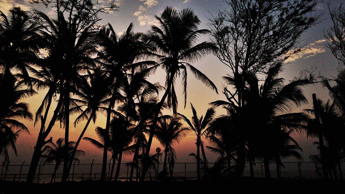 nature coconut trees tree