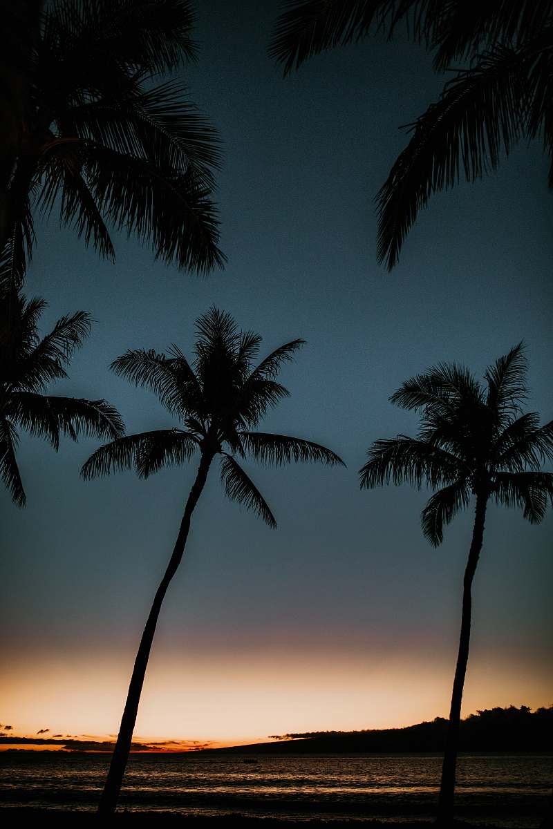 nature coconut trees silhouette tropical