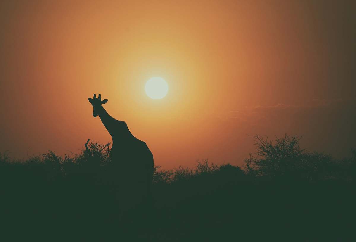sunset giraffe beside tree during sunset giraffe