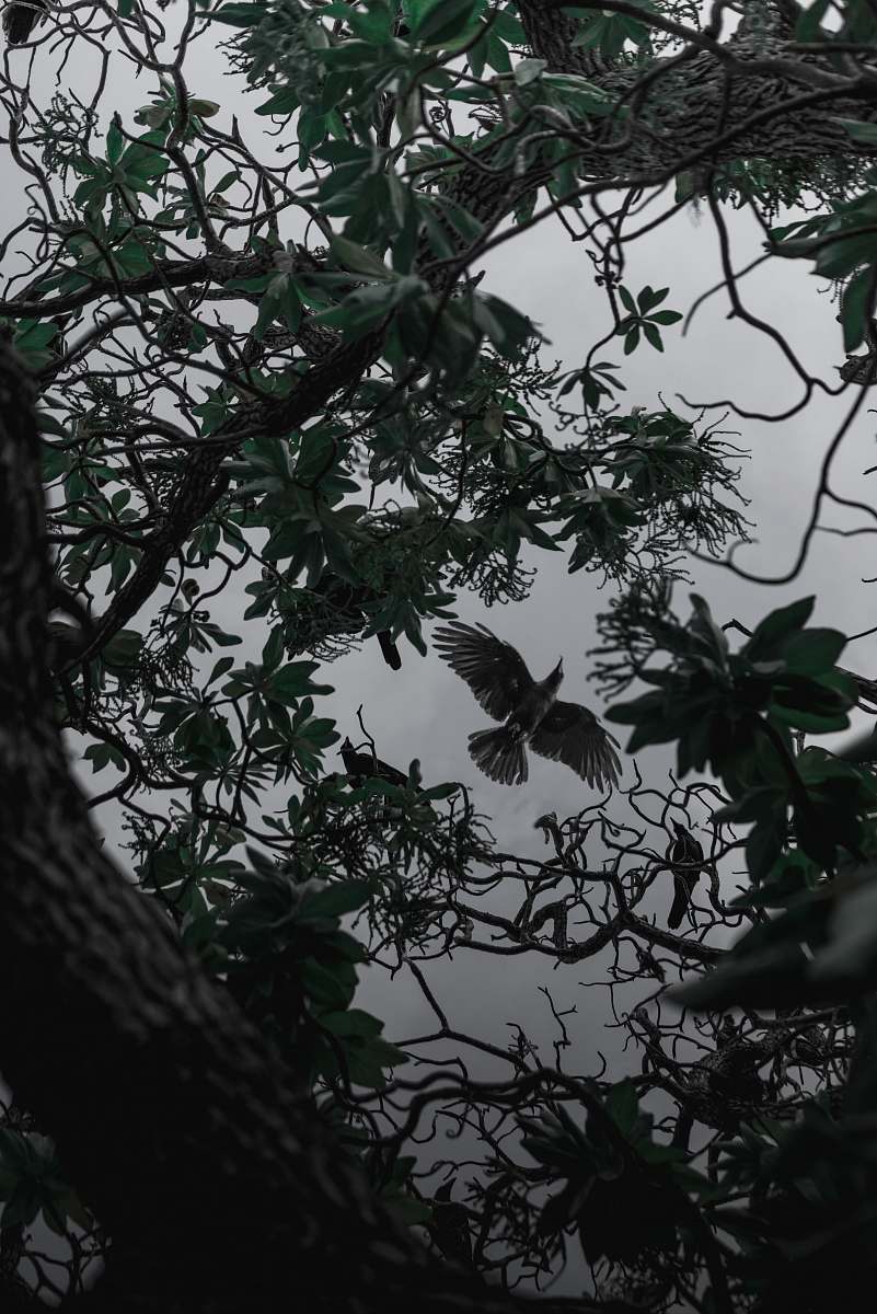 bird gray bird flying above tree animal