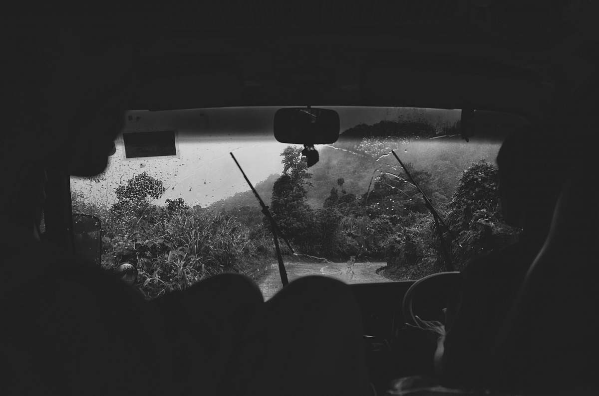 black-and-white grayscale photo of trees grey