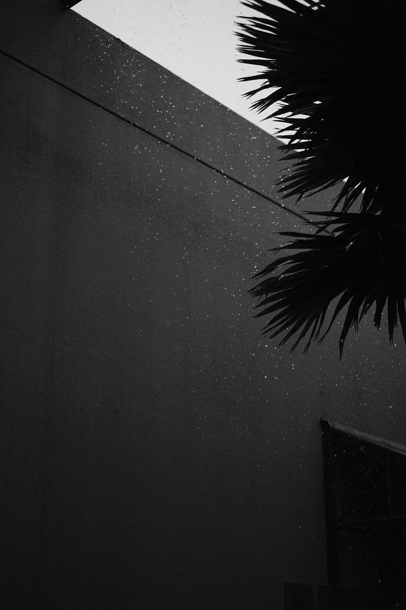 black-and-white grayscale photography of building plant