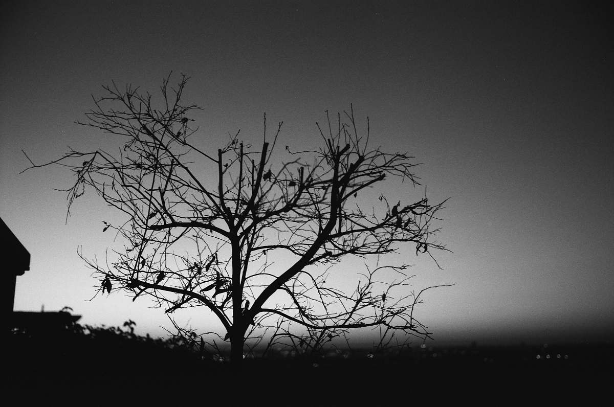 black-and-white grayscale photography of leafless tree tree