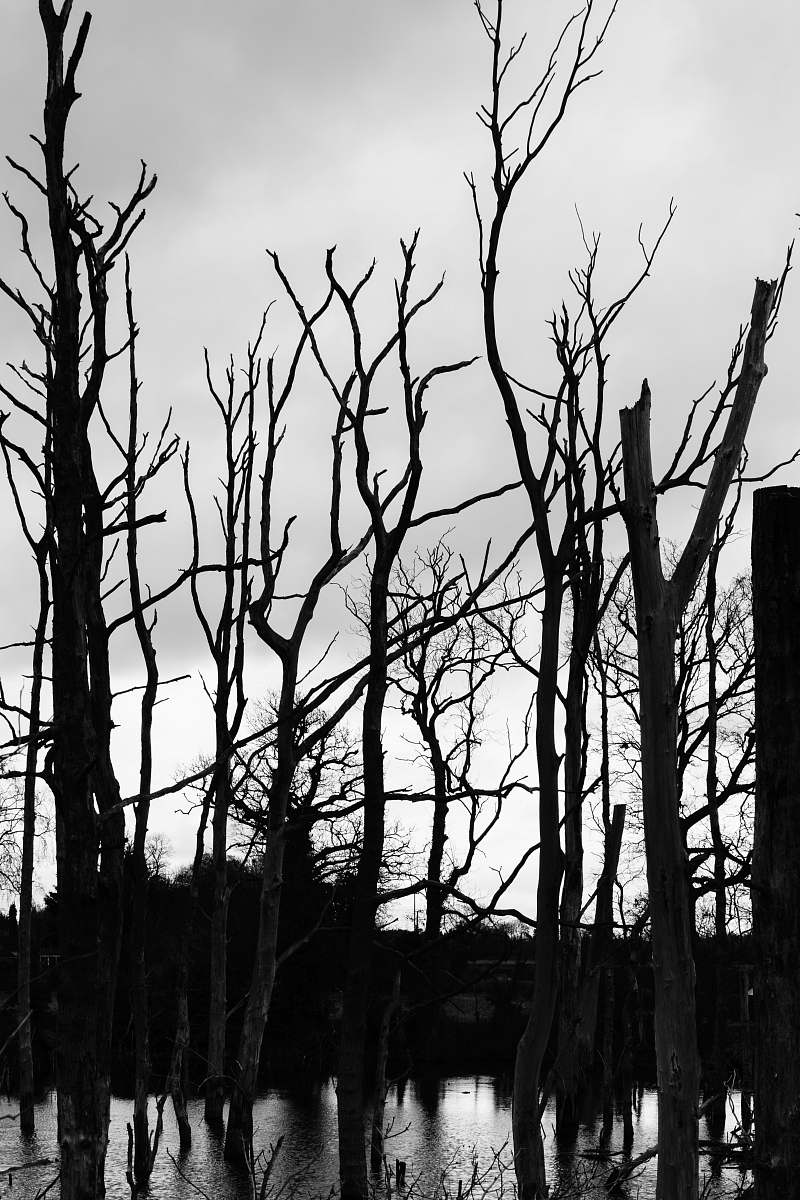 black-and-white grayscale photography of withered trees plant