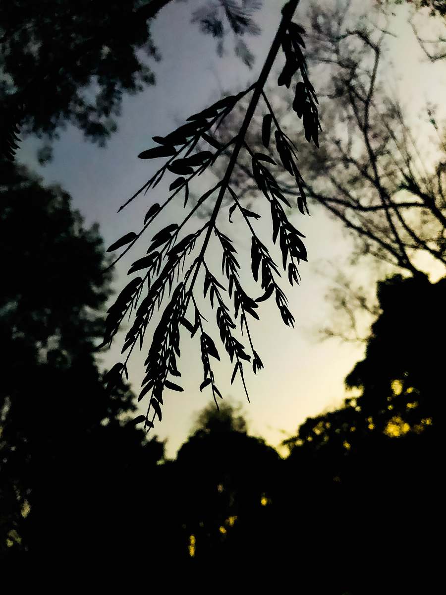 plant green leafed plants tree