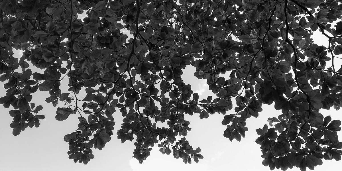 plant green-leafed tree during daytime black-and-white