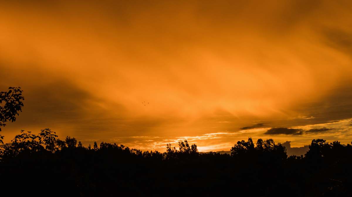 sunset landscape photography of silhouette of trees during sunset sunrise
