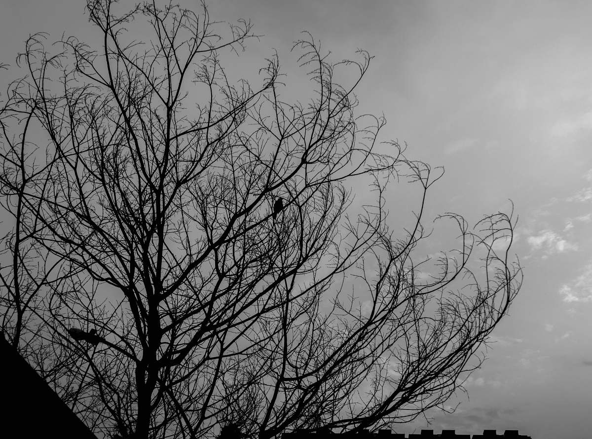 nature low angle photo leafless trees black-and-white