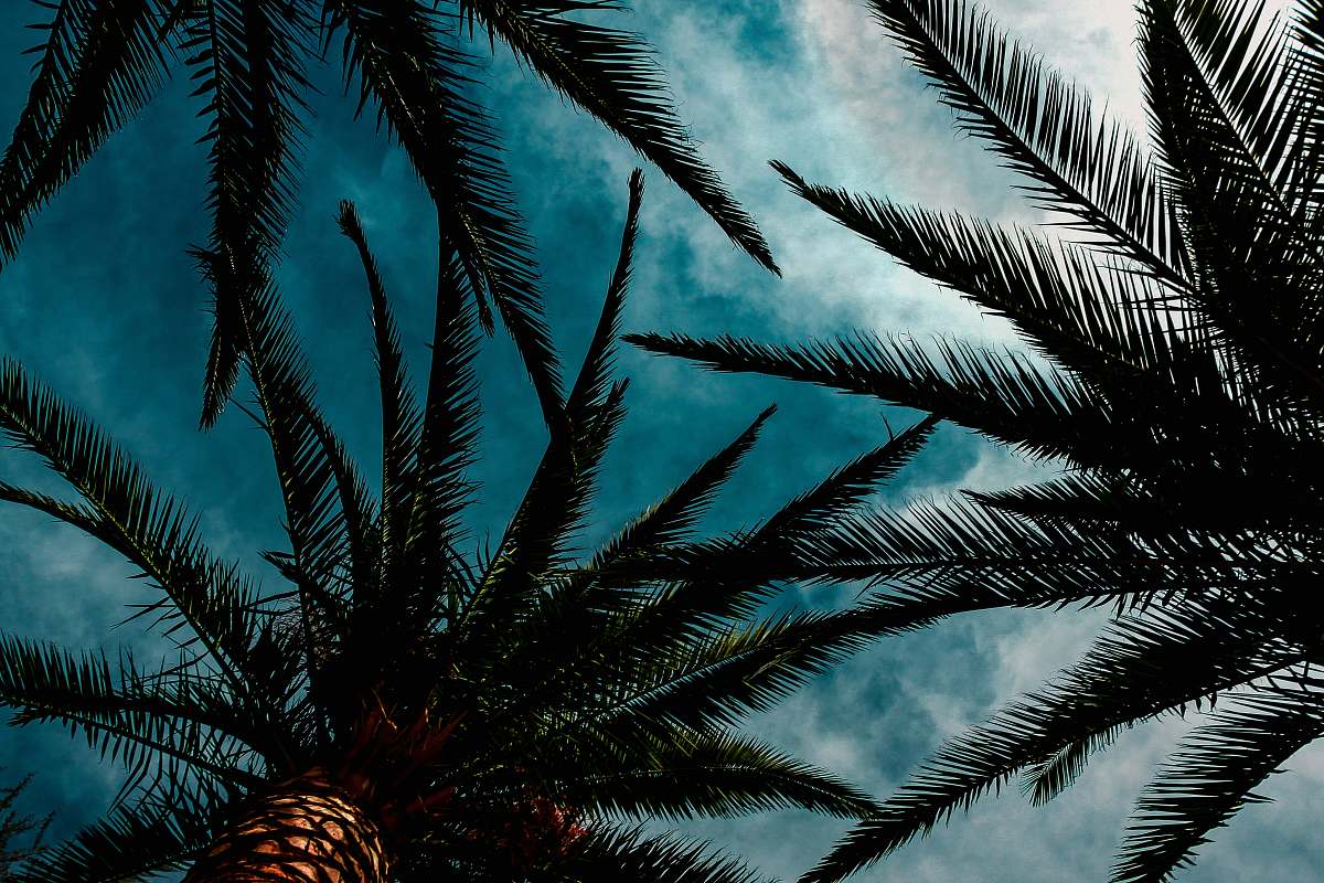 nature low angle photography of green palm trees during daytime outdoors