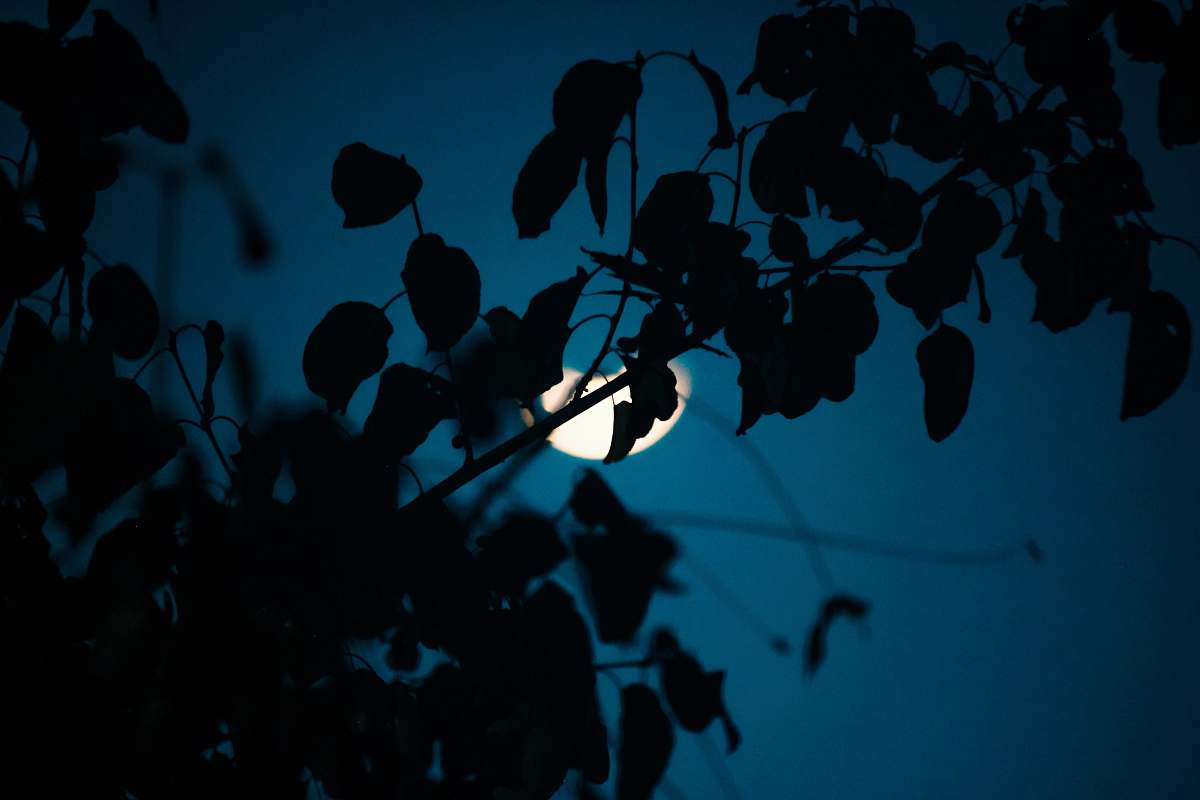 nature macro photography of silhouette of plants outdoors