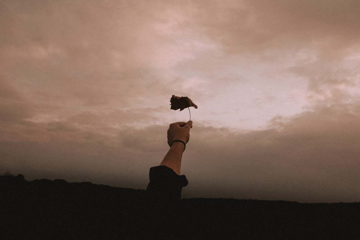 animal person holding withered leaf during cloudy day bird