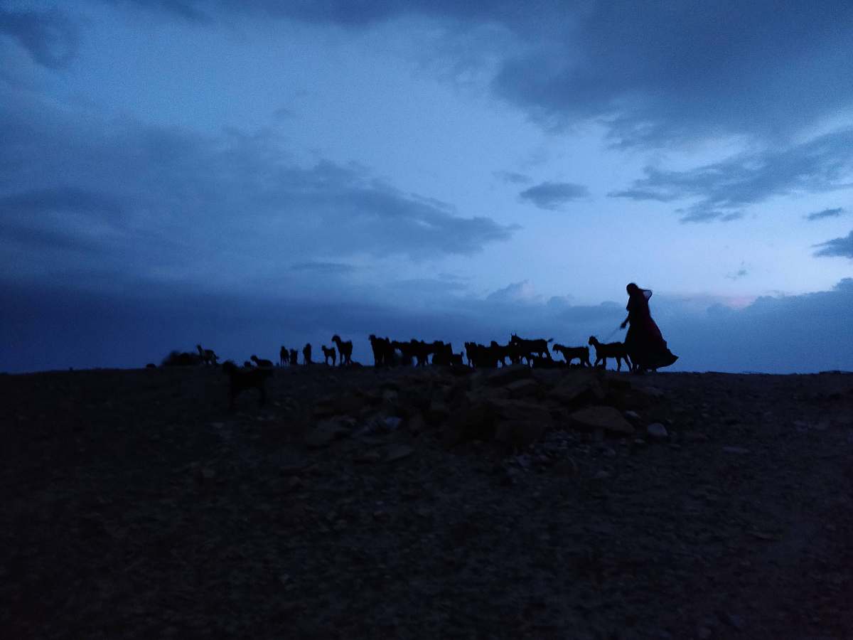 nature person walking beside herd sheep outdoors