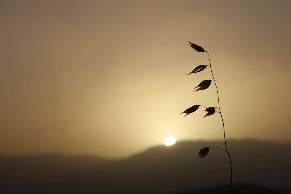 animal plant silhouette at sunset bird