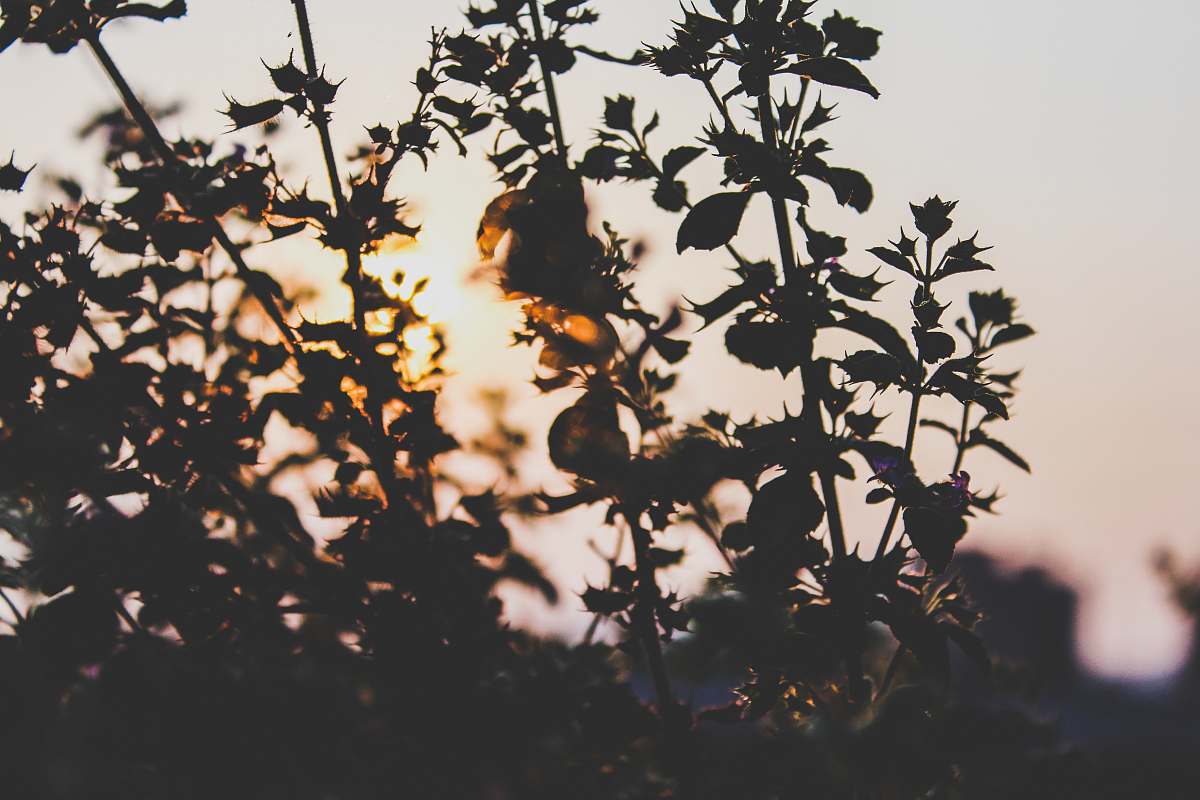 plant plants under calm sky sunlight