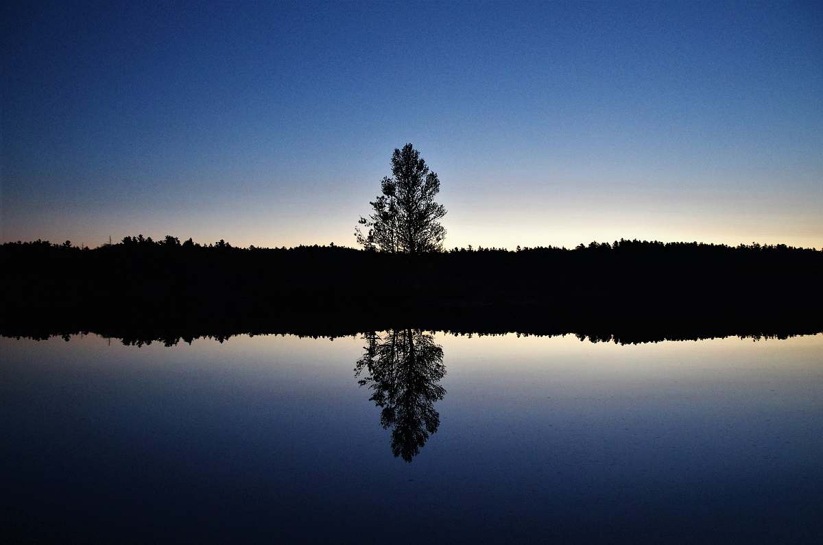 tree reflective photography of tree silhouette plant