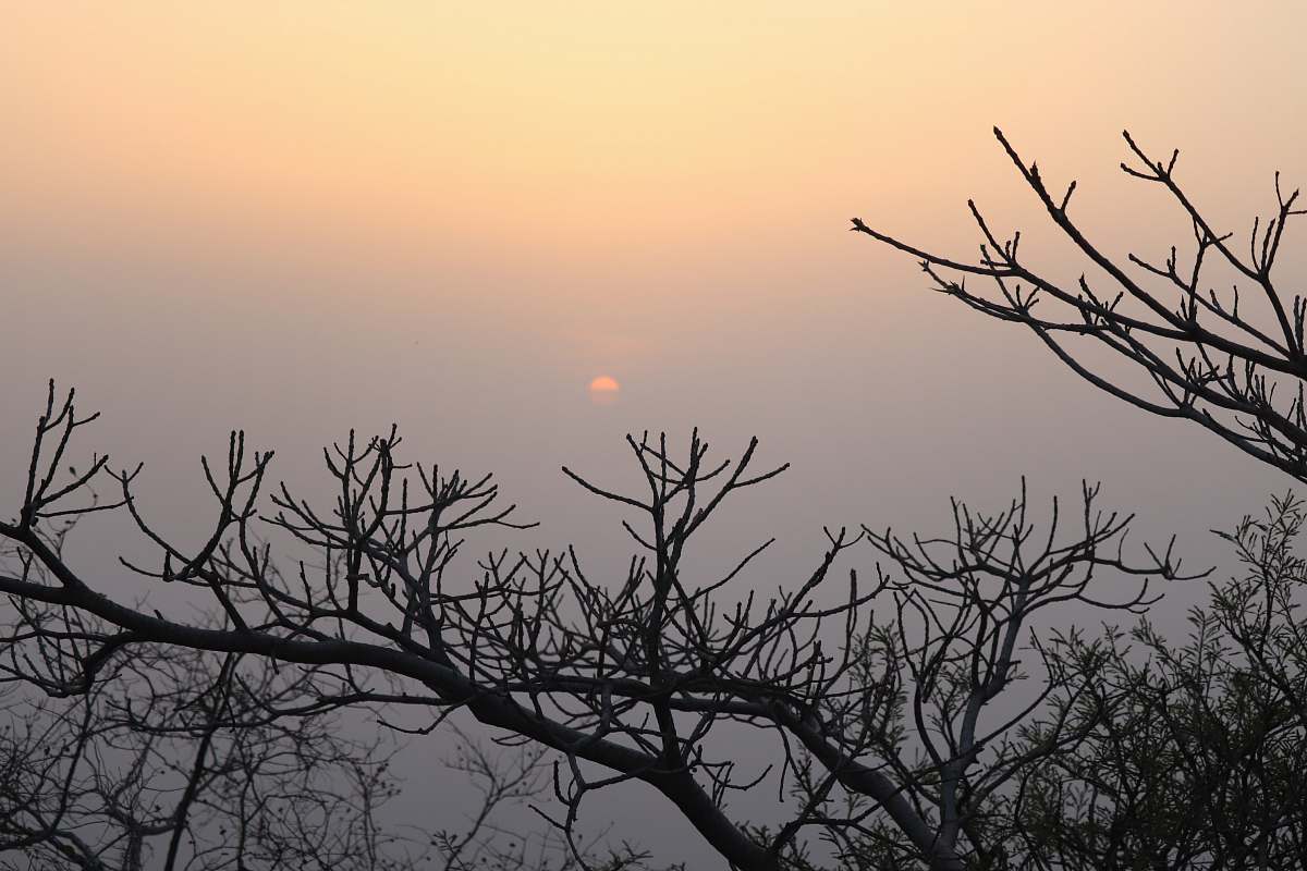 nature shallow focus photo of bare tree outdoors