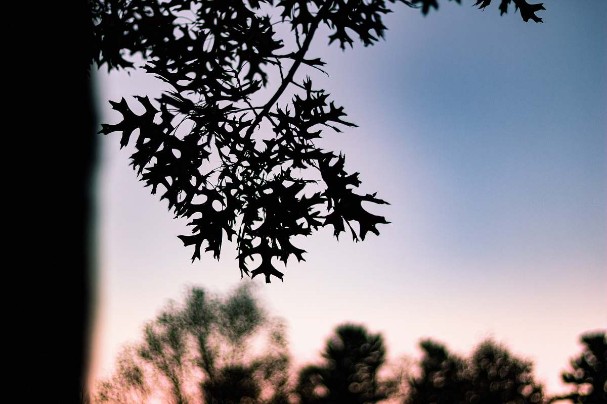 tree silhouette leafed tree plant