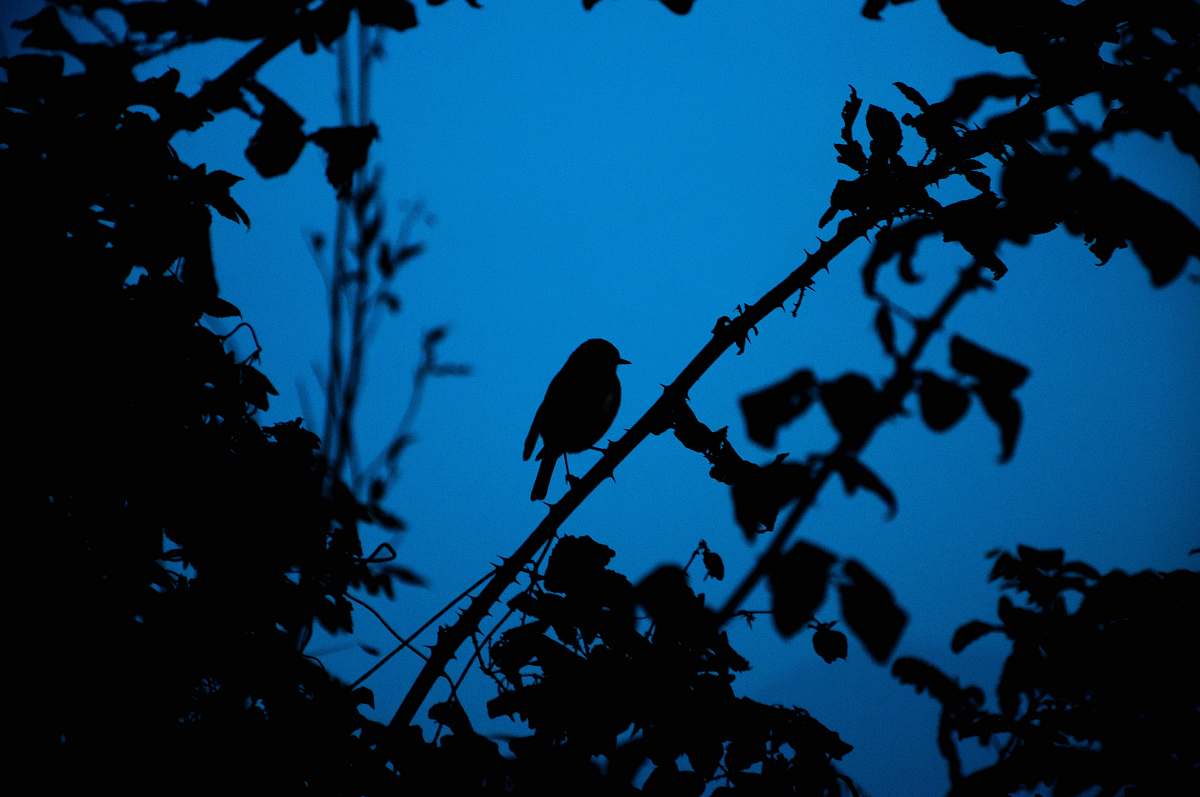 bird silhouette of a bird on tree branch blue