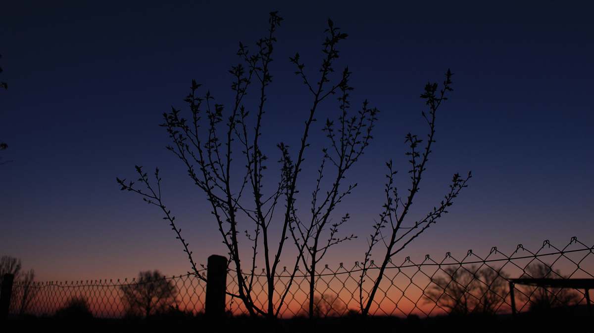 nature silhouette of a metal fence and trees at sunset outdoors