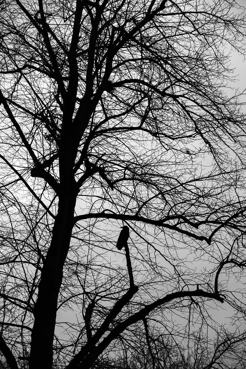 animal silhouette of bare tree black-and-white