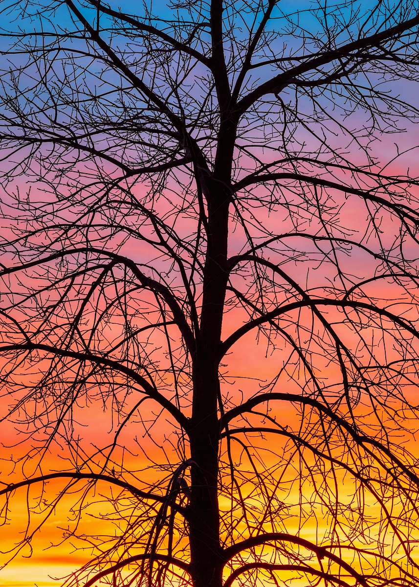nature silhouette of bare tree during golden hour outdoors