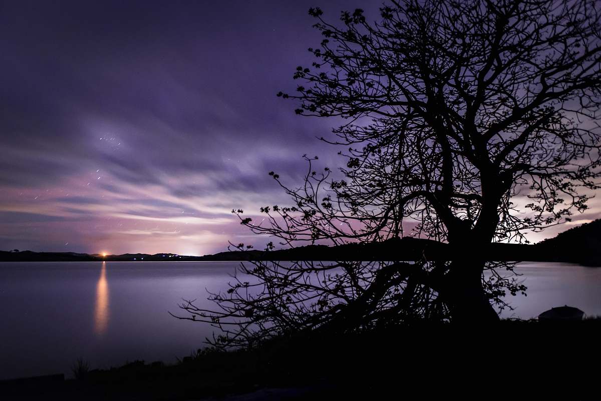 nature silhouette of bare tree near body of water outdoors