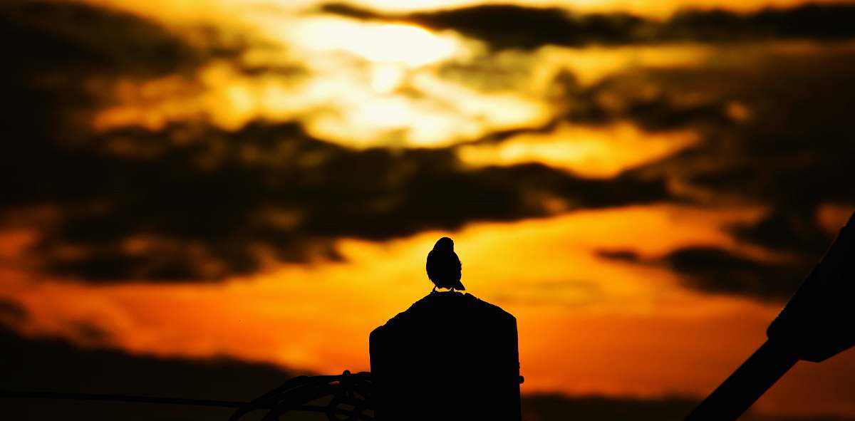 douala silhouette of bird during sunset cameroon