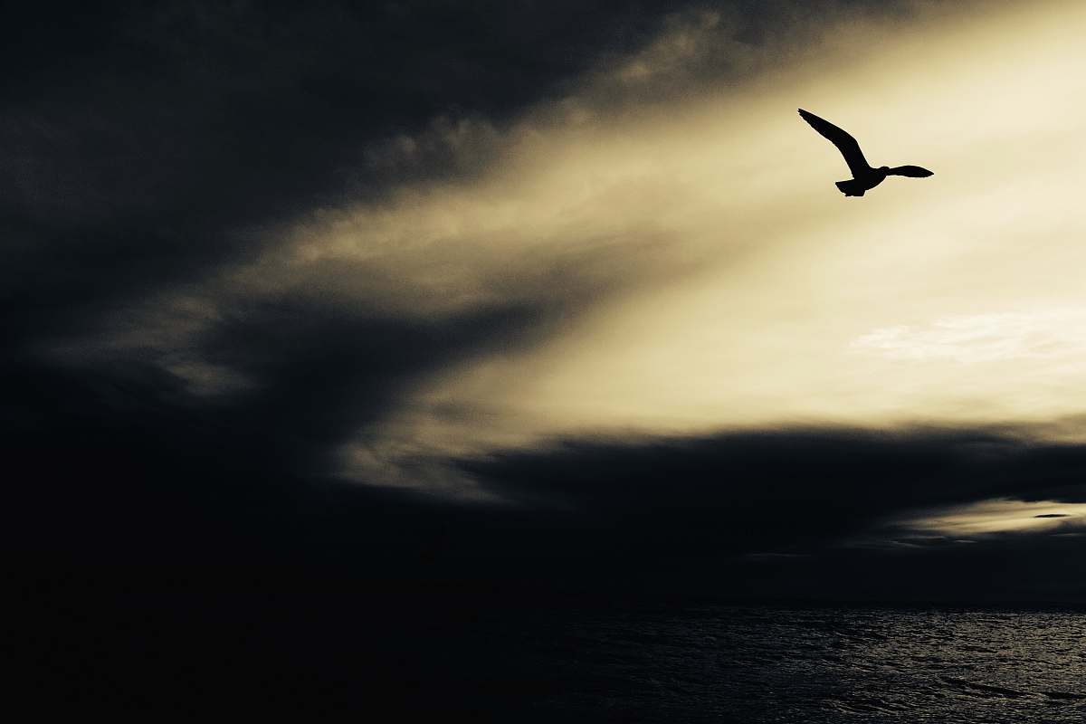 bird silhouette of bird flying above body of water sky