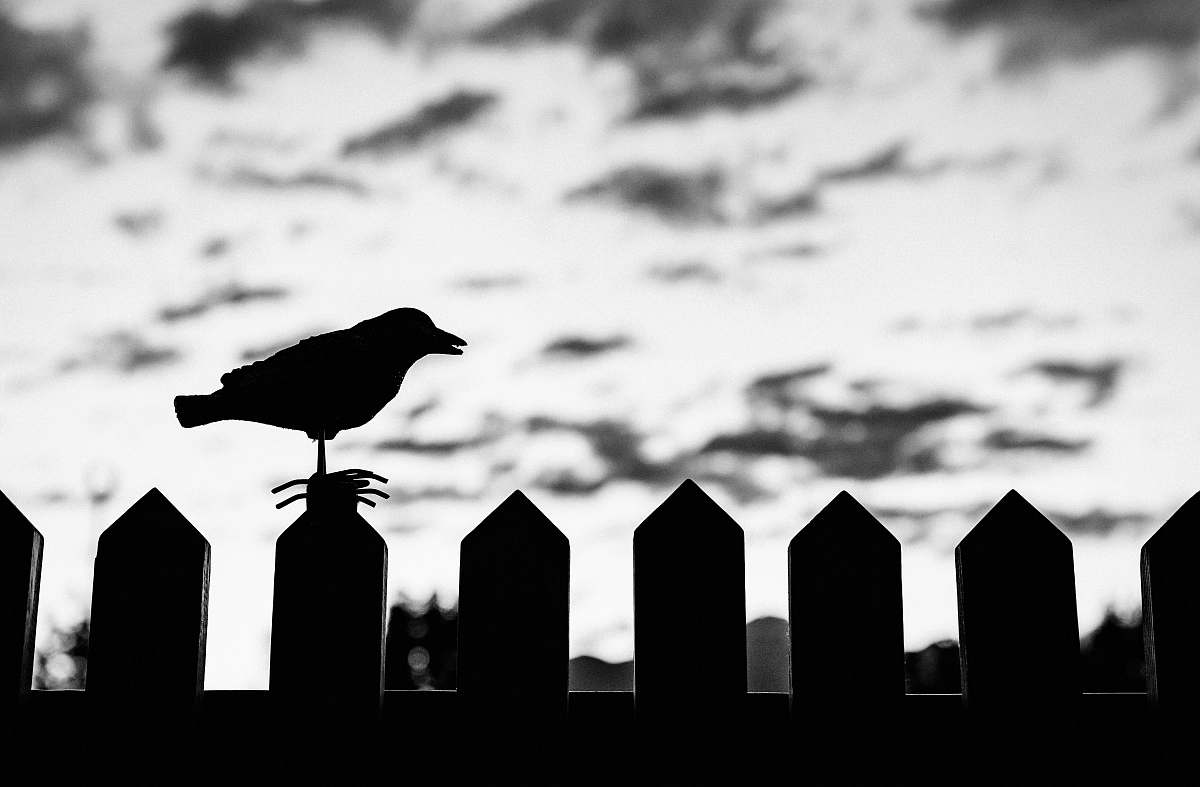 bird silhouette of bird on fence on focus photo black-and-white