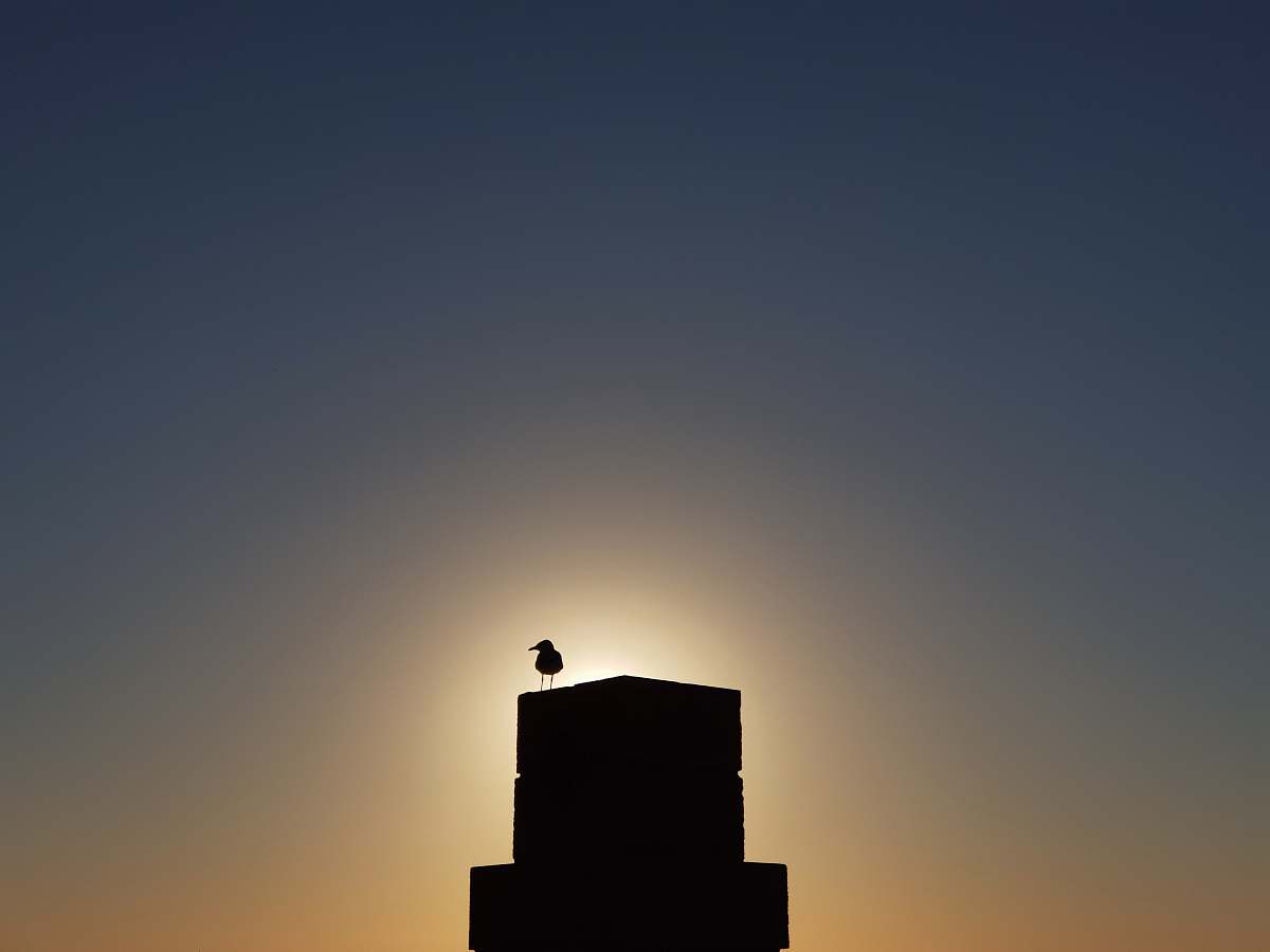 nature silhouette of bird on tower during golden hour outdoors
