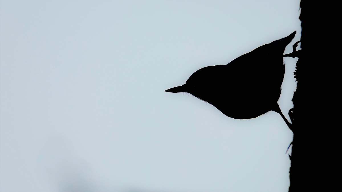 animal silhouette of bird painting bird