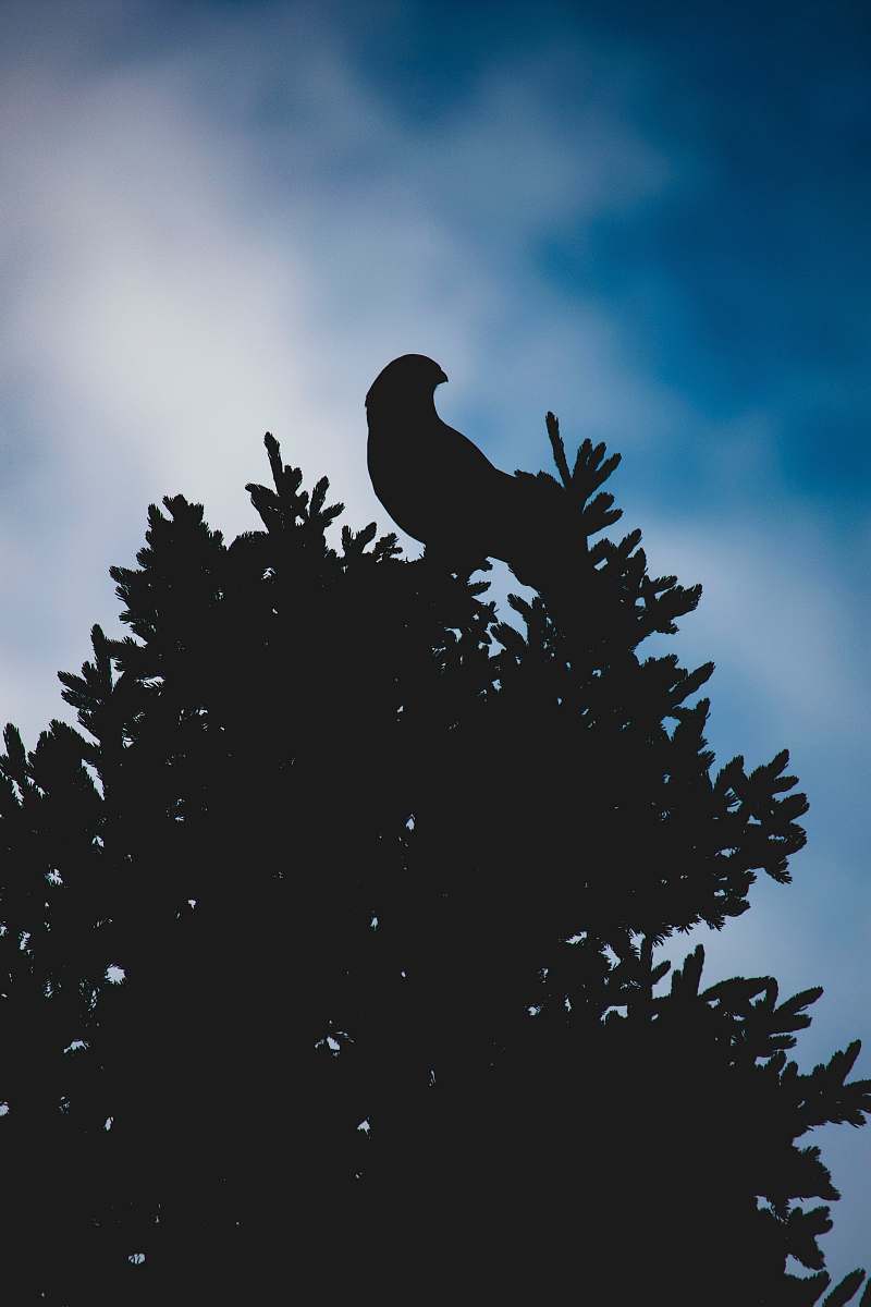 animal silhouette of bird perched on tree bird
