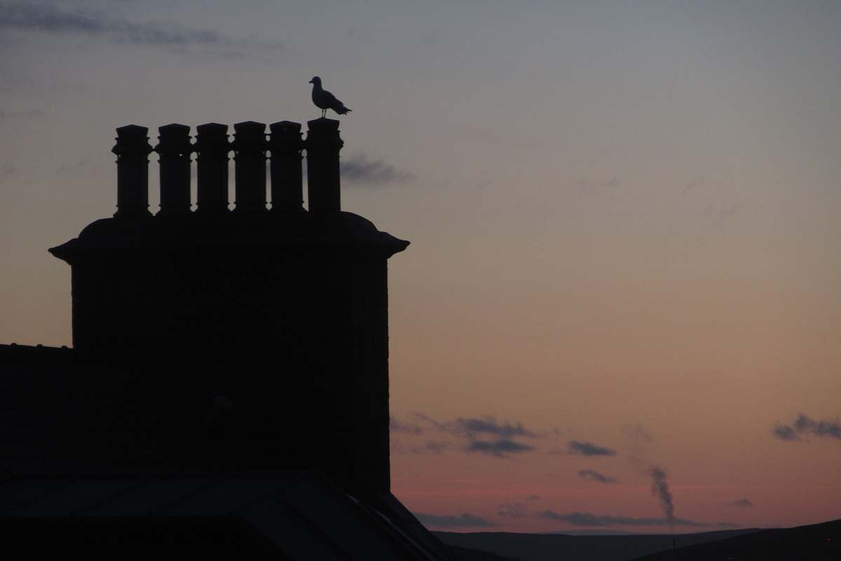 animal silhouette of bird perching on building bird