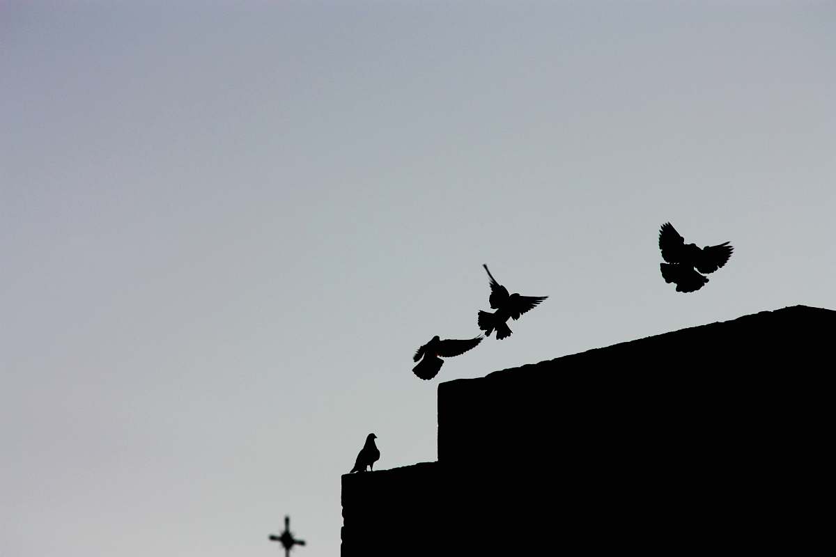 School rooftop birds sound. Птички на крыше черненькие. Птица на крыше рисунок. Птица на крыше ночью. Одинокая птица на кровле.