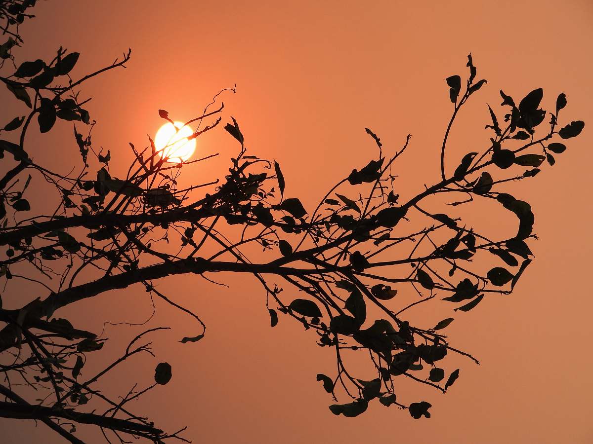 animal silhouette of black tree flock