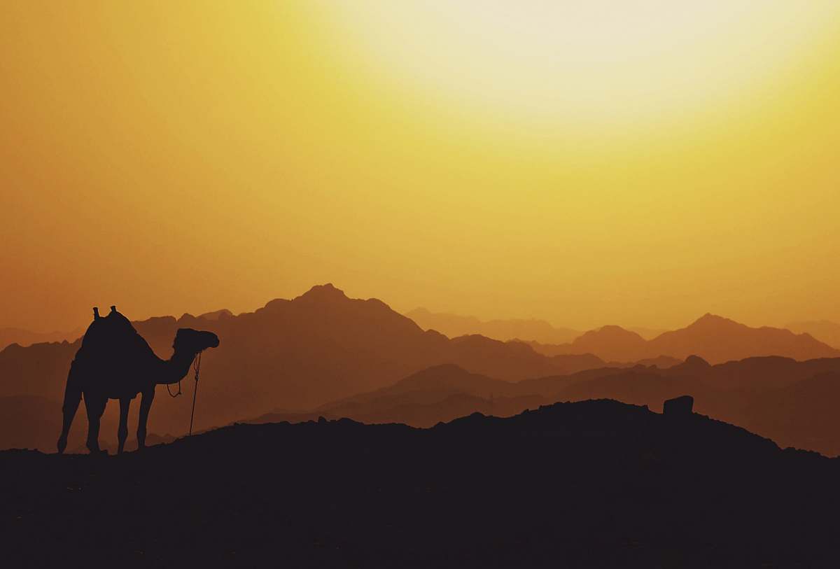 nature silhouette of camel egypt