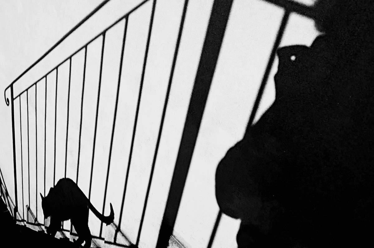 black-and-white silhouette of cat stepping on stairs banister