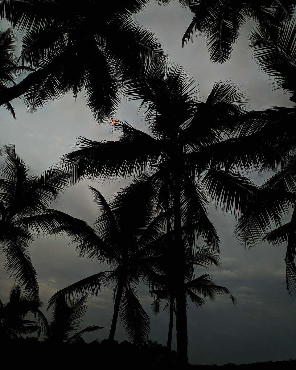 nature silhouette of coconut palm fronds at dusk black-and-white