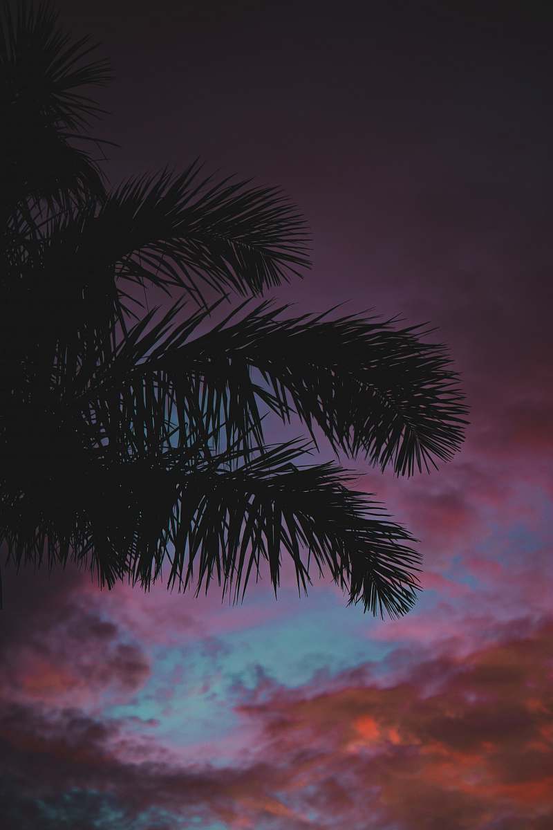 tree silhouette of coconut palm tree palm tree