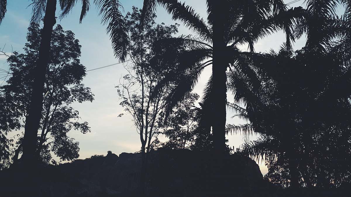 tree silhouette of coconut trees plant