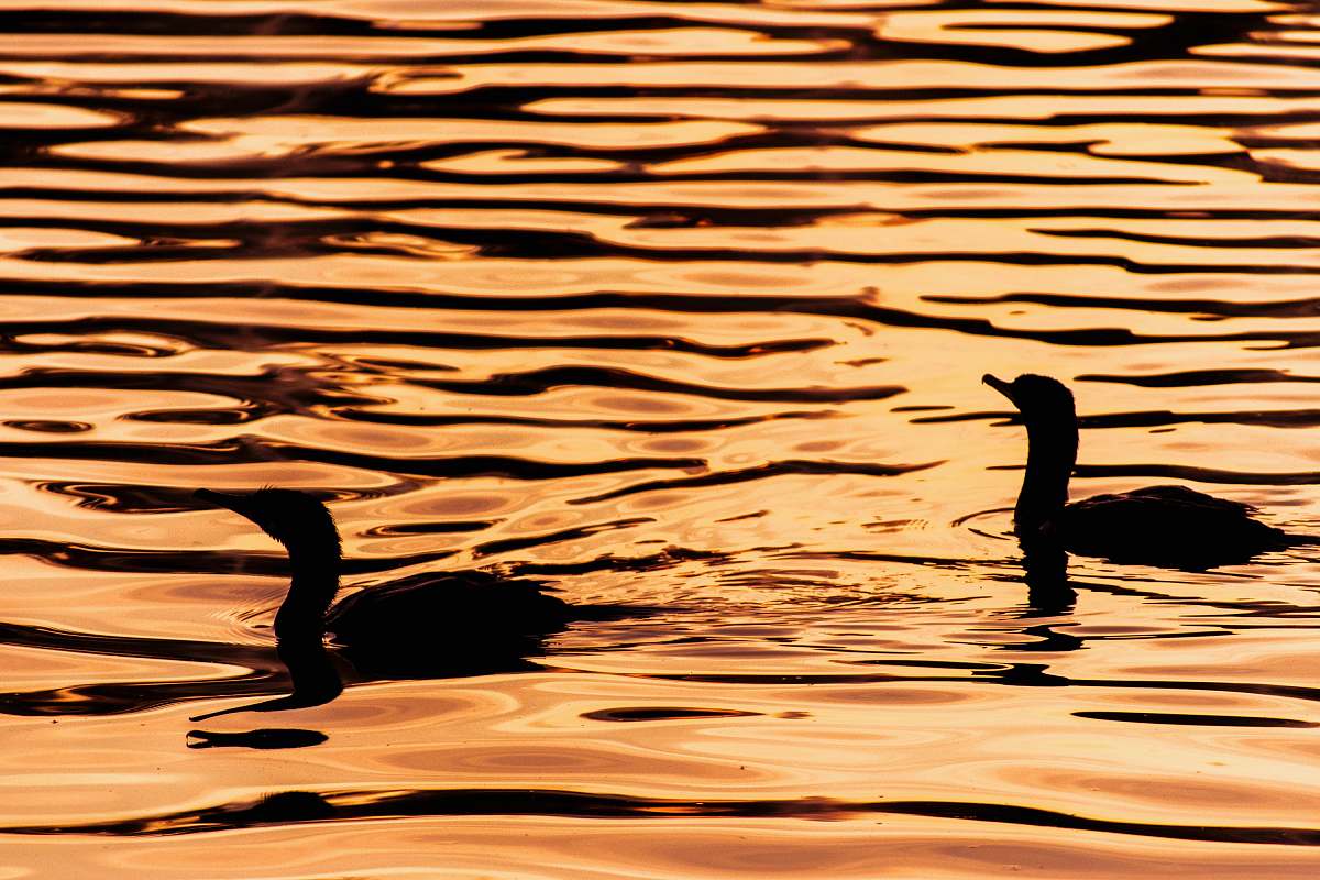 outdoors silhouette of ducks o body of water water