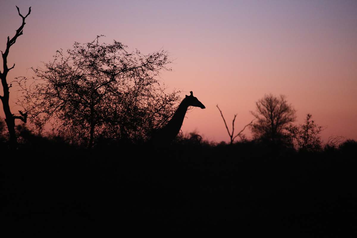 animal silhouette of giraffe and trees giraffe