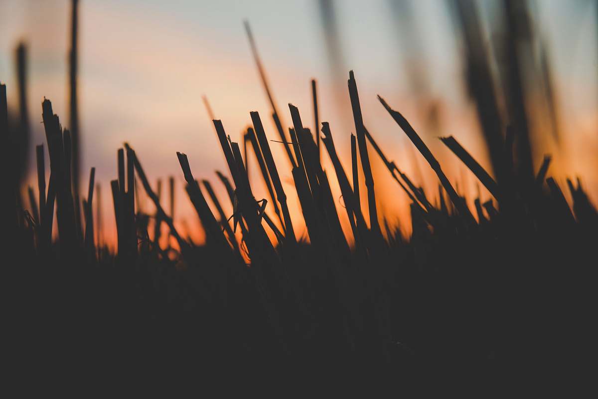 grass silhouette of grass during golden hour cut grass