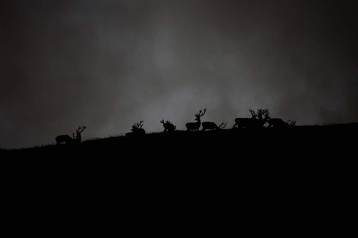 black-and-white silhouette of herd of deer under cloudy sky deer