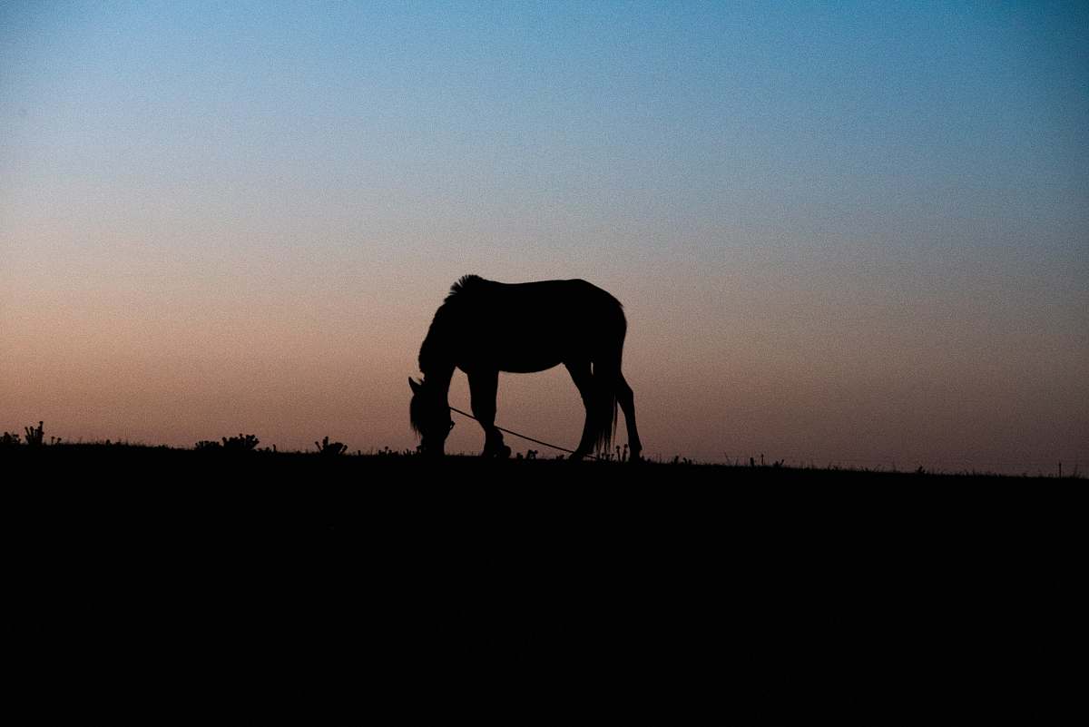 horse silhouette of horse eating grass animal