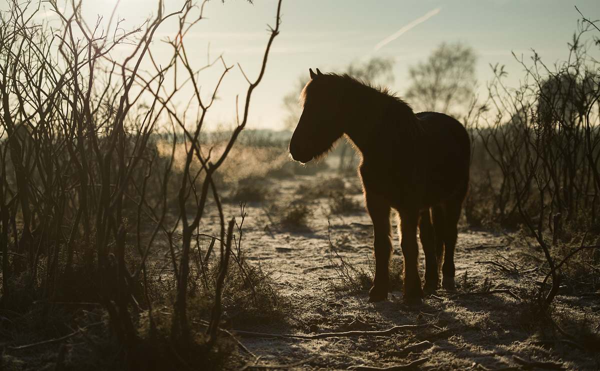 horse silhouette of horse mammal